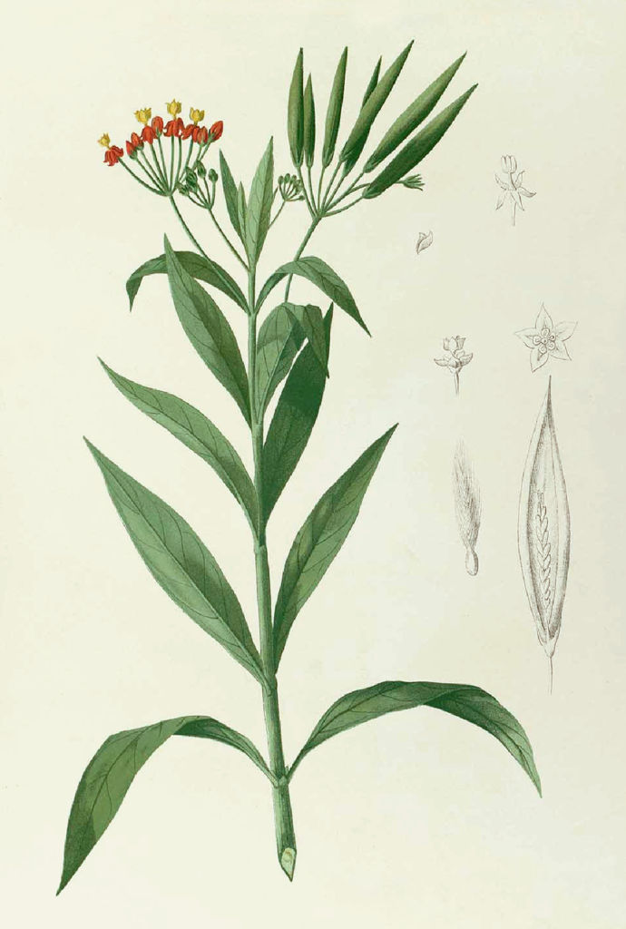 acurassavica-print
